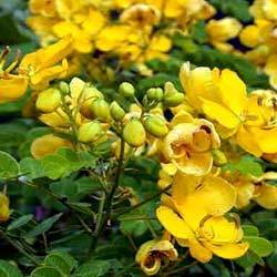 Manufacturers Exporters and Wholesale Suppliers of Cassia Fistula Chennai Tamil Nadu